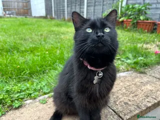 Mixed Breed cats Stunning Black Cat – Iris (7 Years Old) - Advert 1