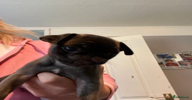 Pug dogs - Advert 1