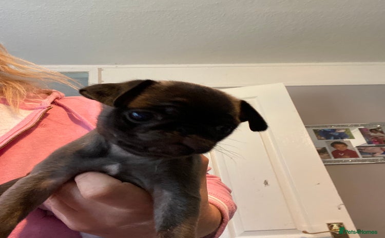 Pug dogs - Advert 16