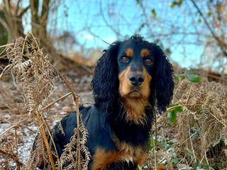 Cocker Spaniel dogs KC reg Working Cocker Stud - Advert 3