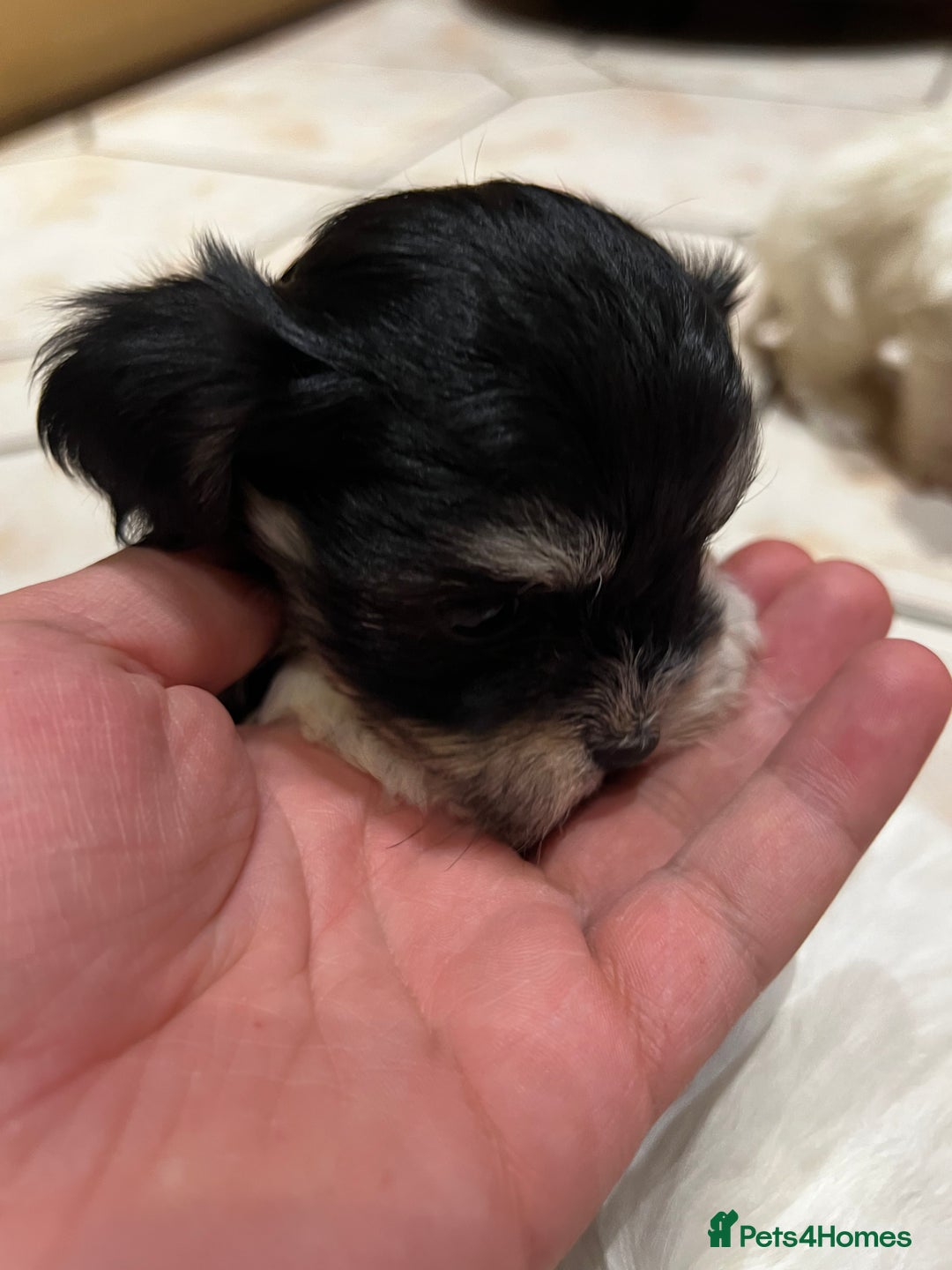 Bichon Frise dogs for sale: Bichon fries ready to go ! - Advert 21