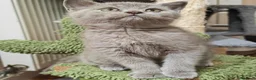 Scottish Fold cats for sale: Scottish fold kittens - Advert 5