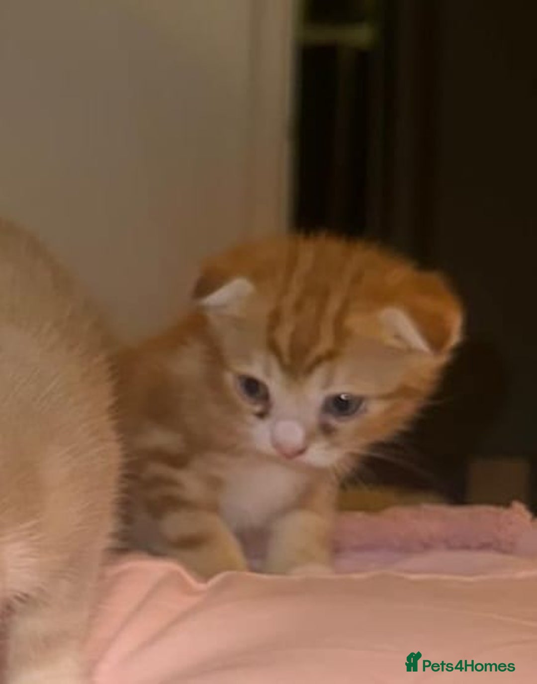 Scottish Fold cats for sale: Scottish Fold Kittens ready for Loving Homes - Image 2