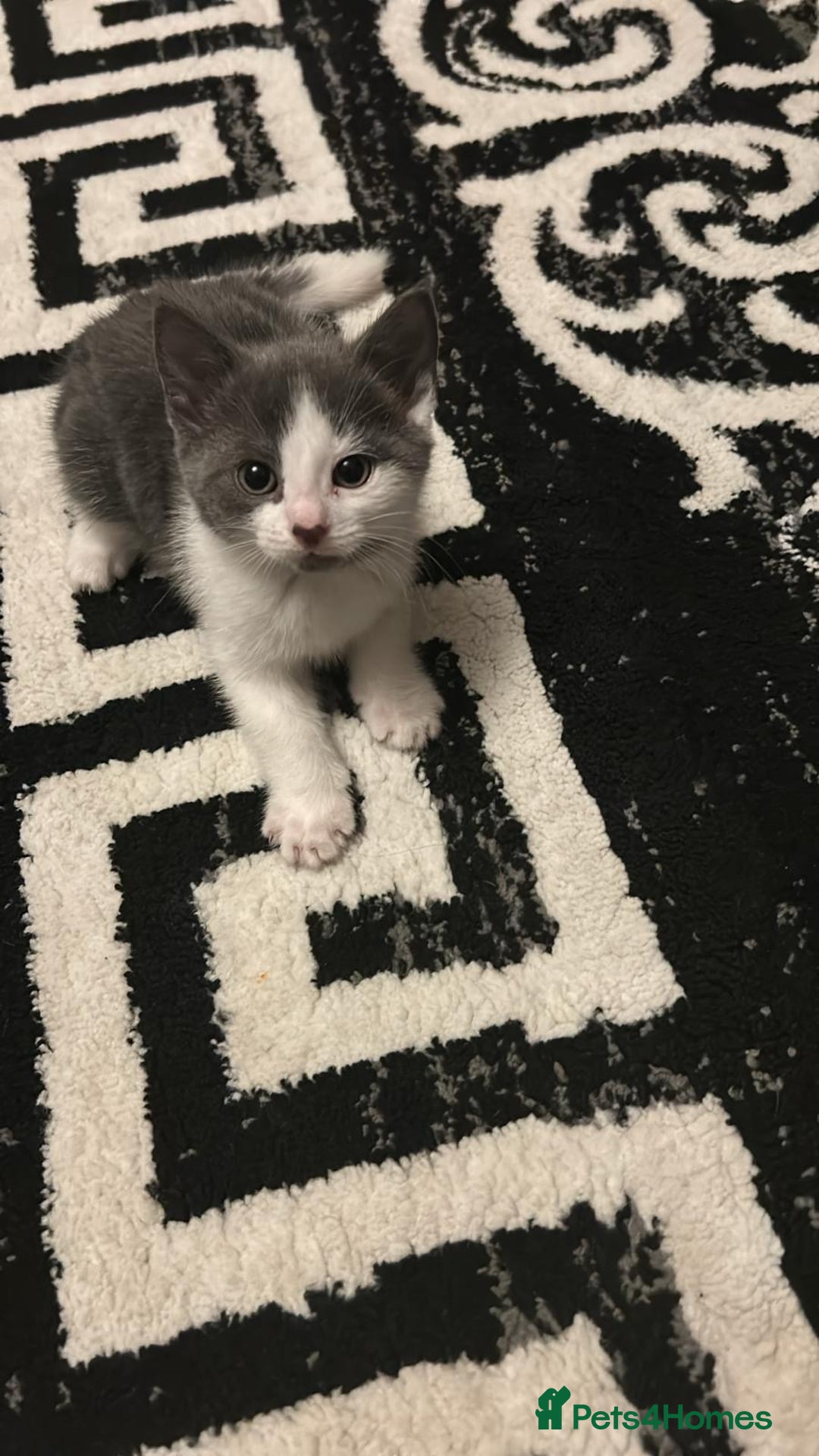 Mixed Breed cats for sale: Kittens for sale - Advert 2