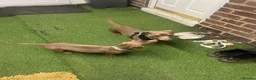 Miniature Dachshund dogs for sale: KC Registered Isabella Miniature Dachshund Girl  in Doncaster - Advert 1