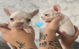 French Bulldog dogs for sale: French bulldog puppies  - Image 5