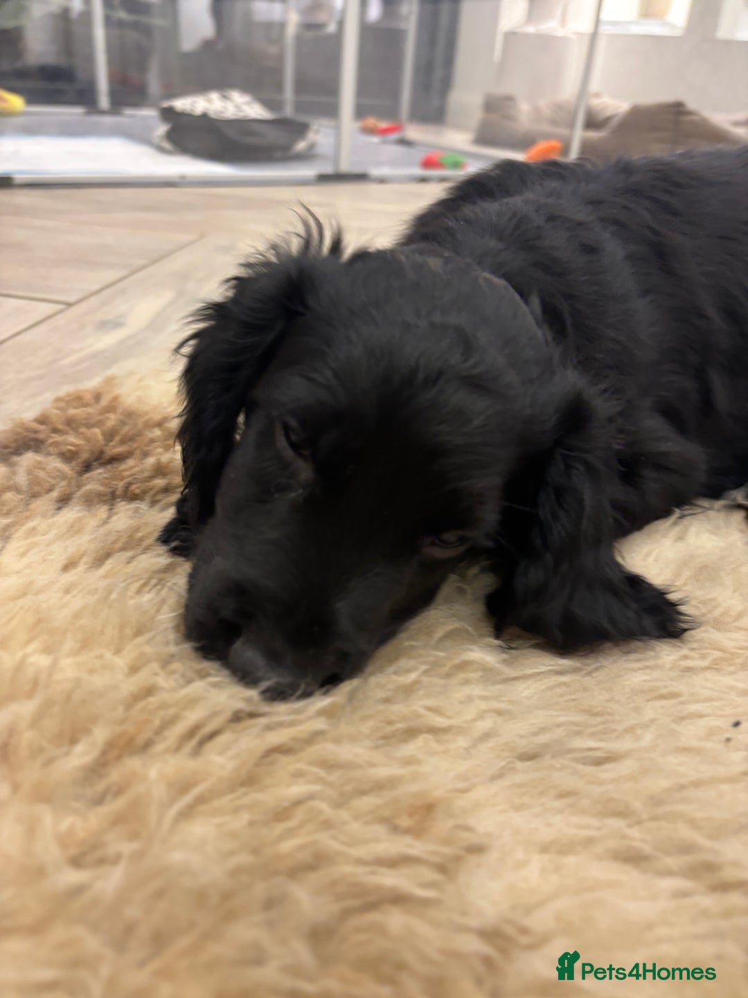 Cocker Spaniel dogs for sale: KC registered cocker spaniels - Image 10