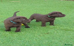 Labrador Retriever dogs for sale: Chocolate Labradors by FLASHMOUNT TENOR of TAGABEA - Image 7