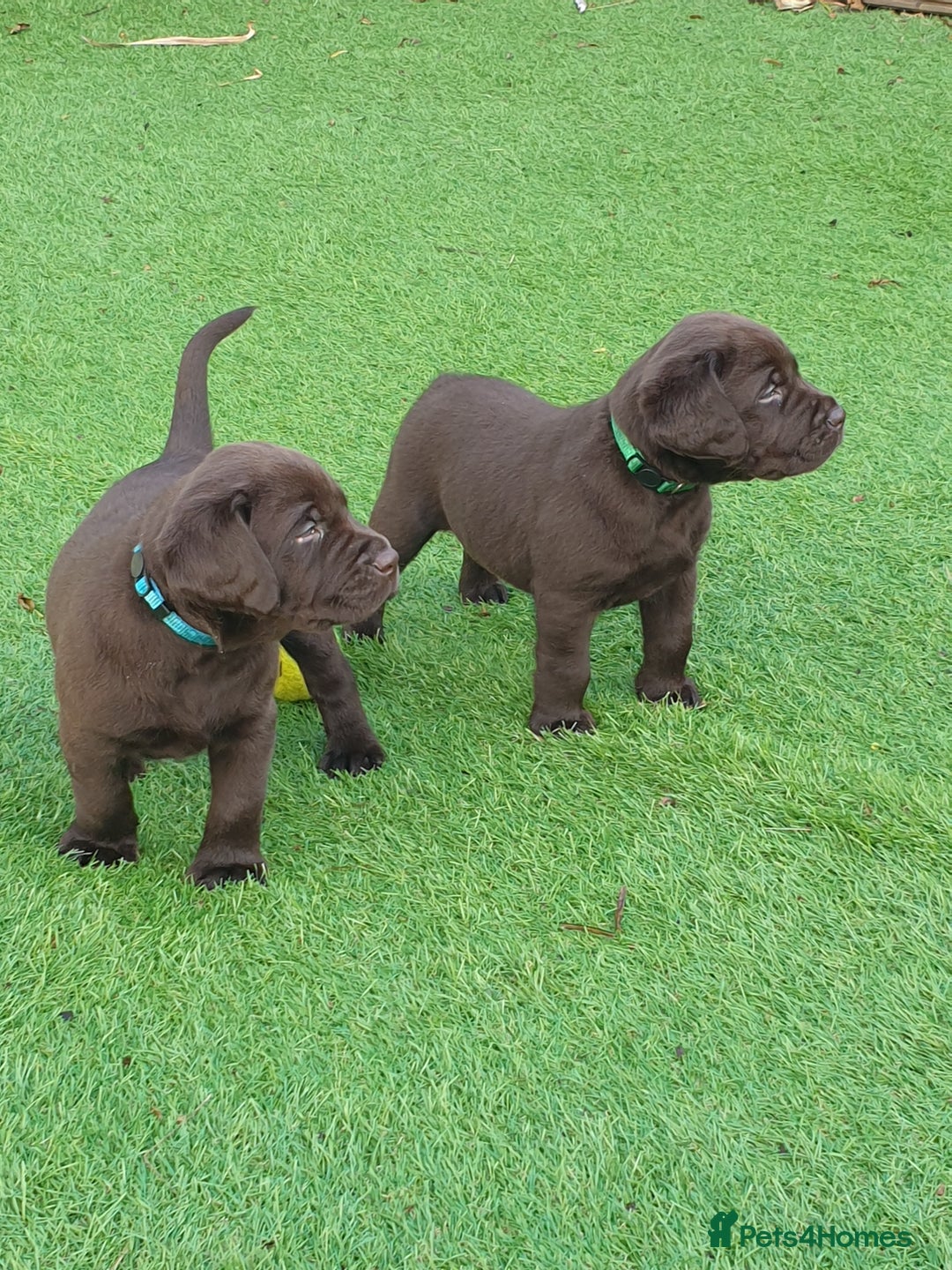 Labrador Retriever dogs for sale: Chocolate Labradors by FLASHMOUNT TENOR of TAGABEA - Image 7