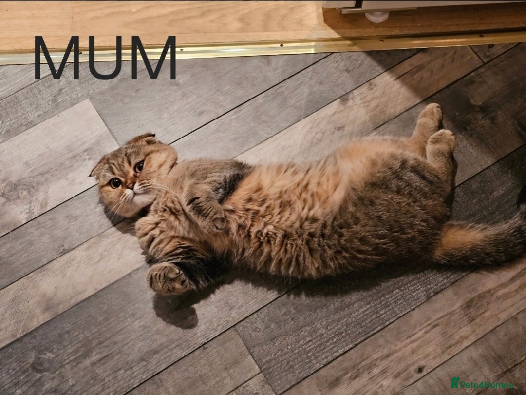 Scottish Fold cats for sale: Scottish Fold Kitten Female Ready To Be Collected  - Advert 12