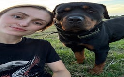 Rottweiler dogs for sale: Cuddly, Super Friendly Rottie for Sale - Image 5