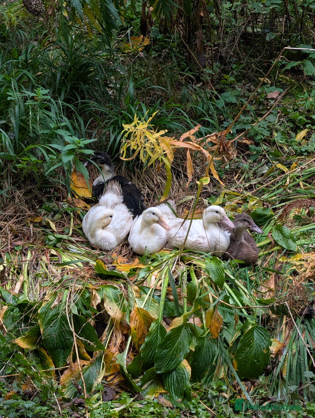 Ducks poultry for sale: 5 mixed breed ducklings  - Image 4