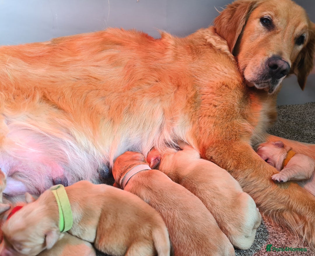 Golden Retriever dogs for sale: Golden Retriever puppies - Image 8