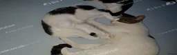 Mixed Breed cats for sale: Sweet 4-month-old brother and sister. - Advert 2
