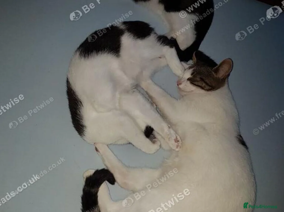 Mixed Breed cats for sale: Sweet 4-month-old brother and sister. - Advert 2