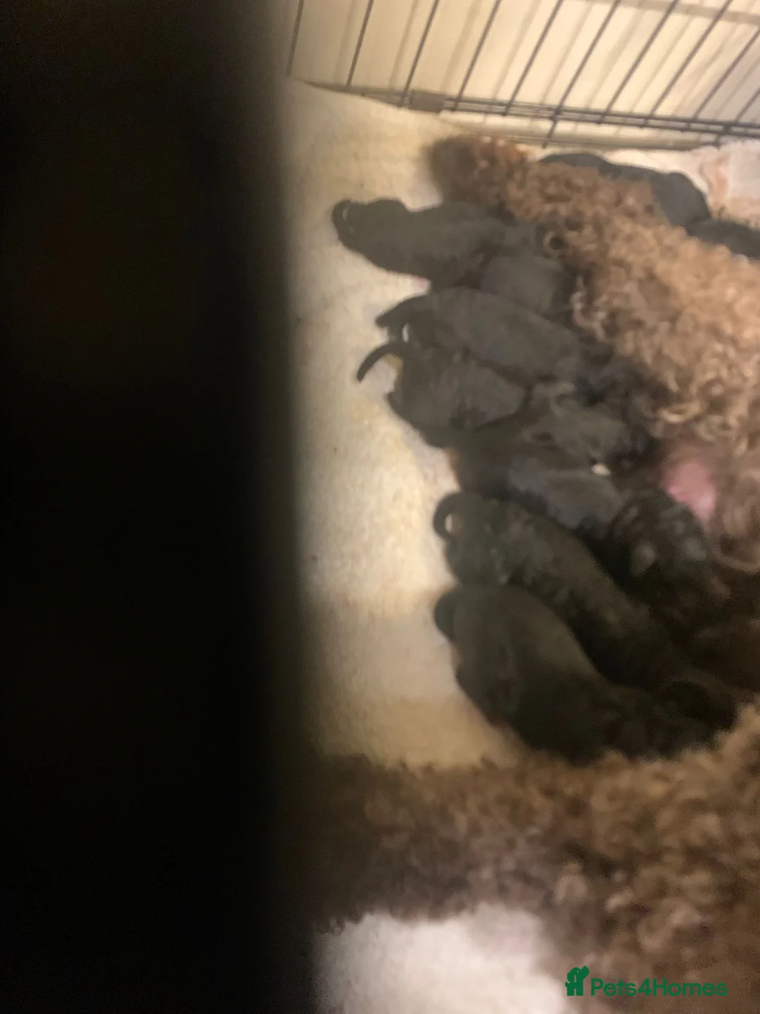 Cockapoo dogs for sale: Rare Black Tightly Curled Cockapoo Puppies - Advert 7