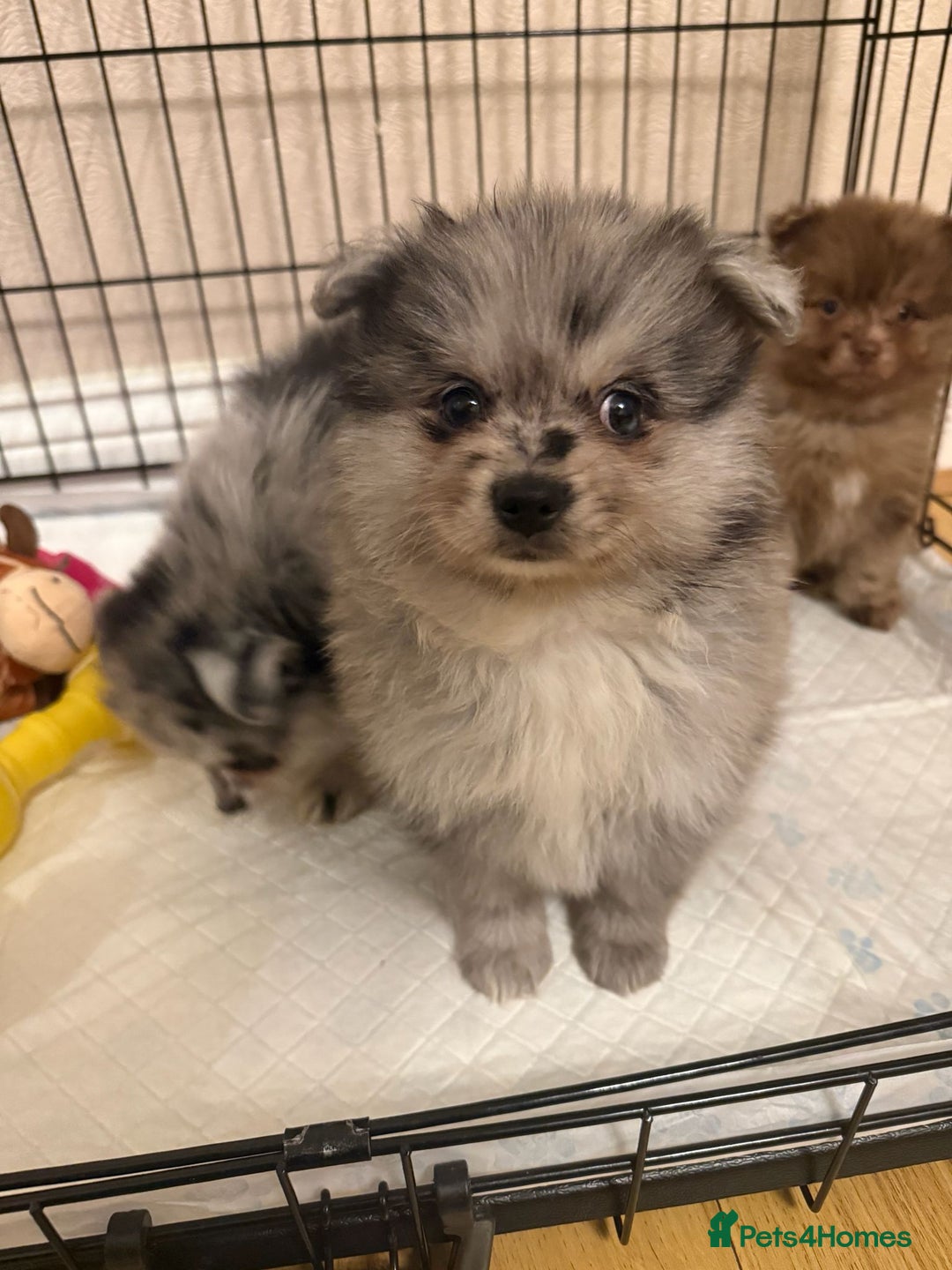 Pomeranian dogs for sale: Pom Puppies - Advert 14