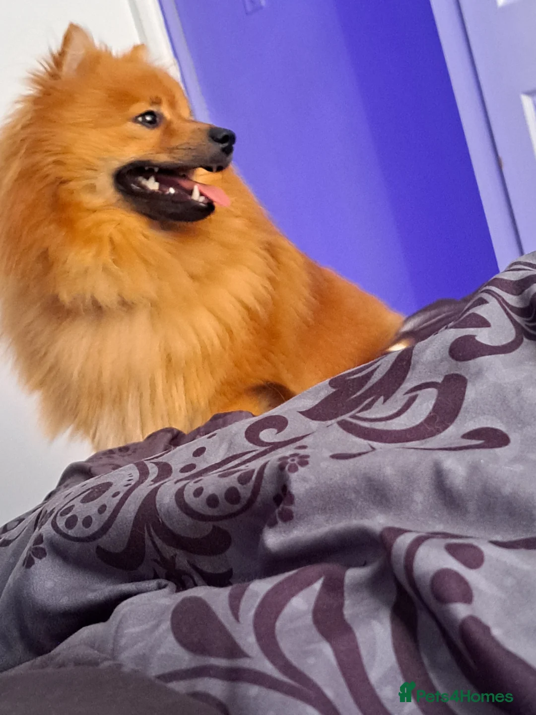 Pomeranian dogs for sale: 1 year old boy  in Manchester - Advert 1