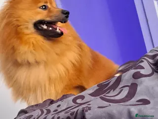 Pomeranian dogs 1 year old boy - Advert 5