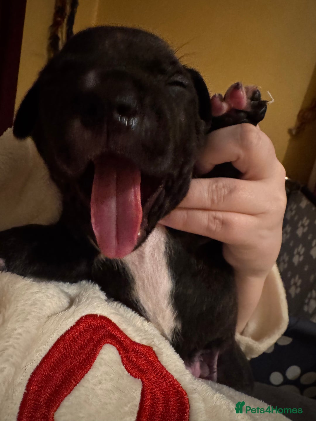 Staffordshire Bull Terrier dogs for sale: 6 Staffordshire pups - Advert 13