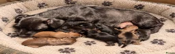 Patterdale Terrier dogs for sale: Chocolate Patterdale Puppies - Advert 2