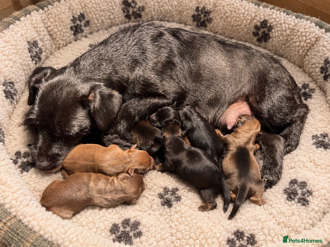 Patterdale Terrier dogs for sale: Chocolate Patterdale Puppies - Advert 2