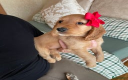 Cocker Spaniel dogs for sale:  Cocker spaniel puppies  - Advert 28