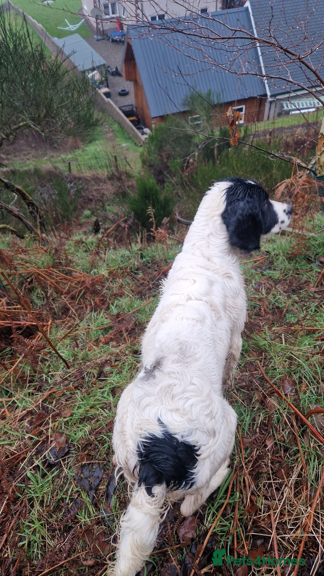 English Springer Spaniel dogs for sale: Springer Spaniel female 5 months KC Reg - Advert 3