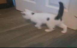 Mixed Breed cats for sale: 7 gorgeous kittens READY NOW - Image 27