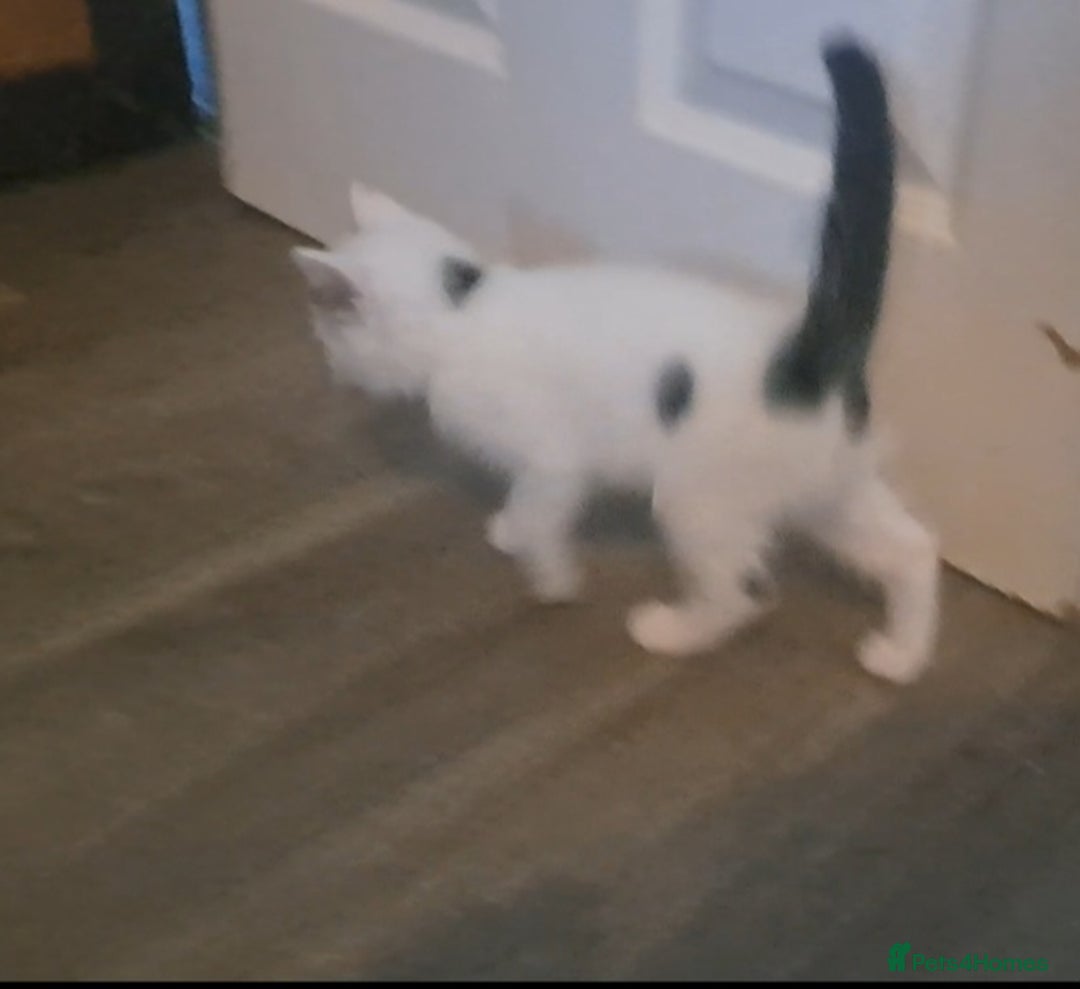 Mixed Breed cats for sale: 7 gorgeous kittens READY NOW - Image 27