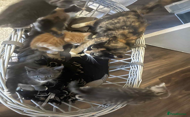 Mixed Breed cats - Advert 6