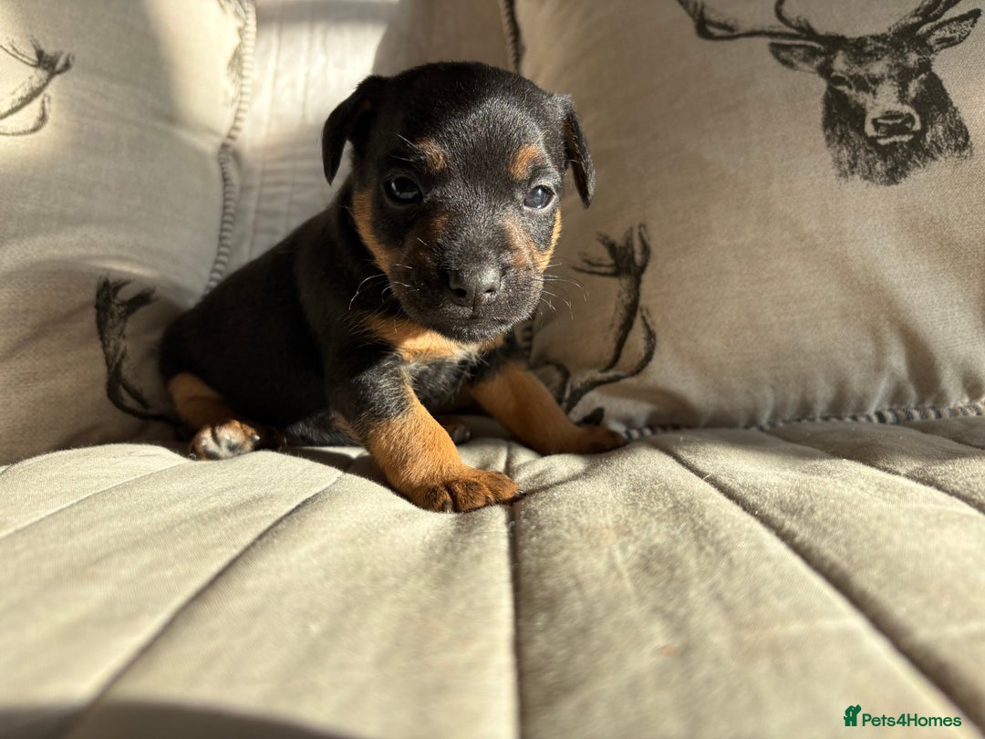 Mixed Breed dogs for sale: Male puppy - Image 3