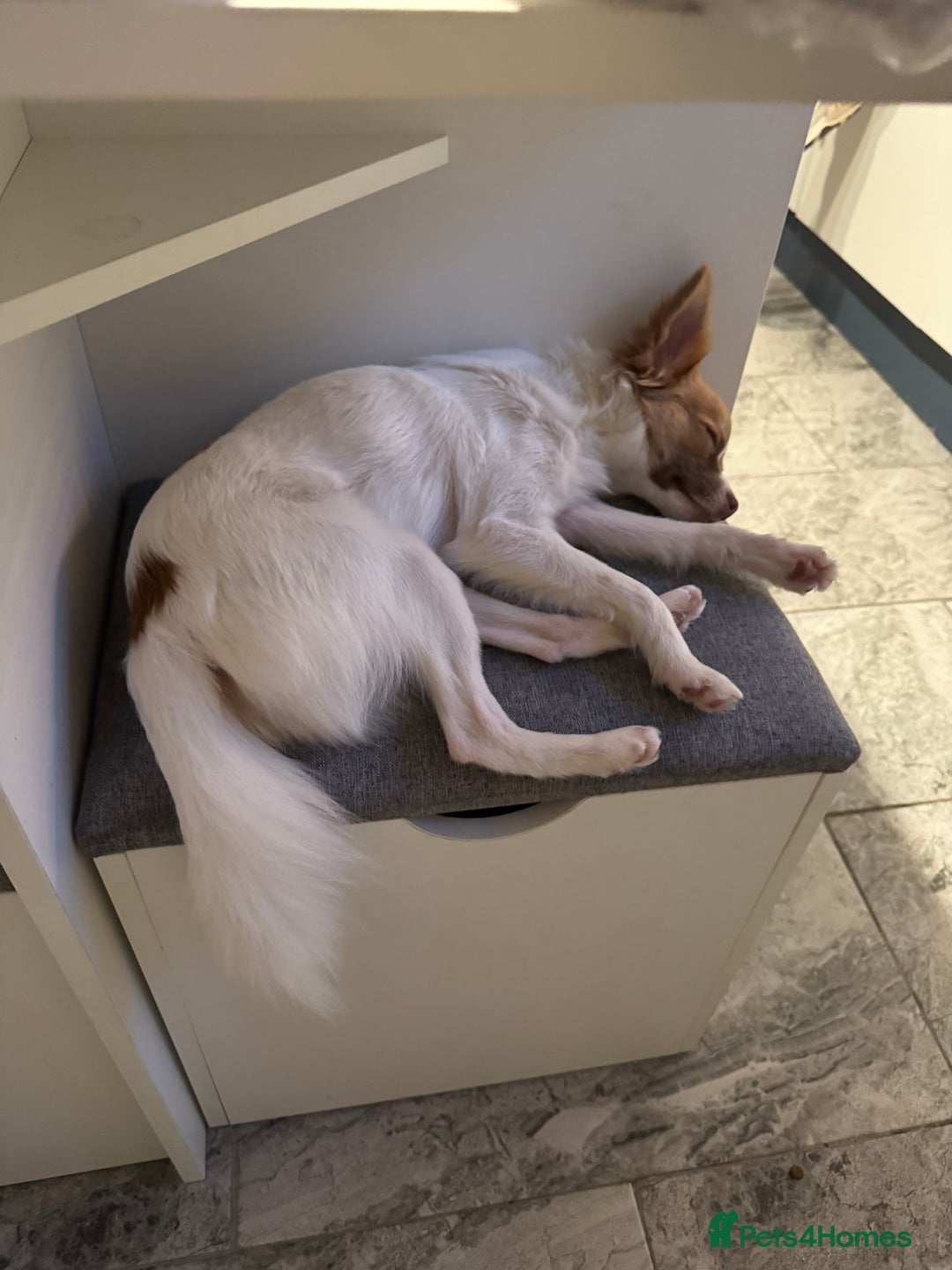 Chihuahua dogs for sale: Male Chihuahua 1 year old  - Image 3