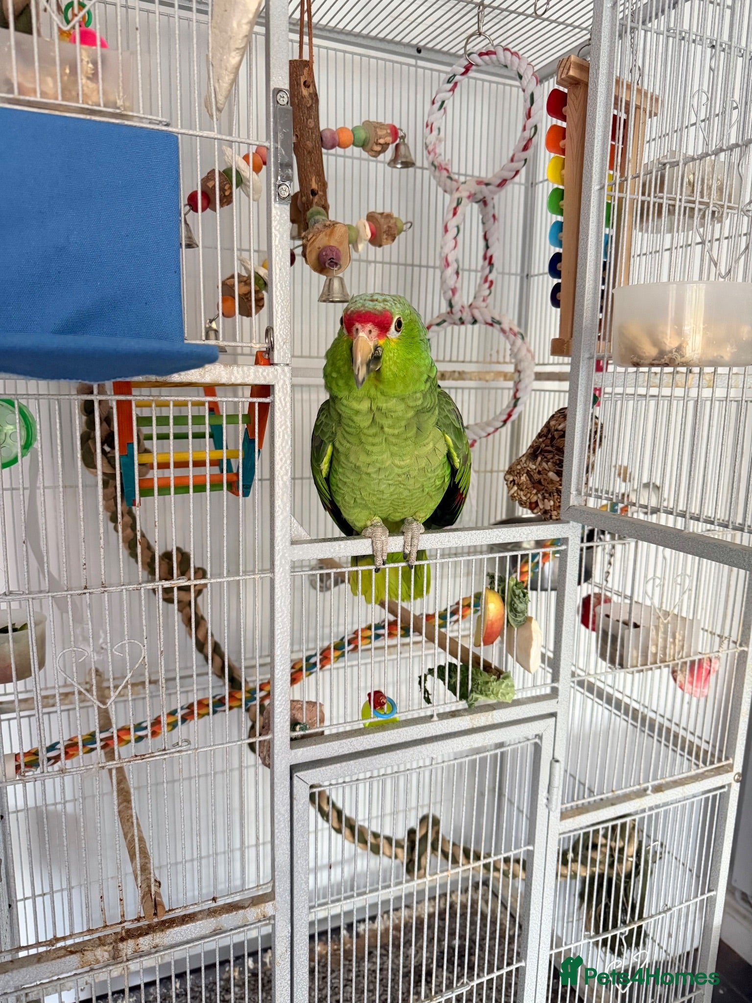 Parrots birds Red Lored Amazon Parrot - Advert 16