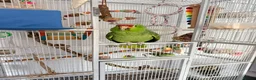 Parrots birds for sale: Red Lored Amazon Parrot in Bridgnorth - Advert 1