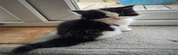 Mixed Breed cats for sale: 3 Beautiful Female Long-Haired Kittens,9 Weeks Old - Advert 3
