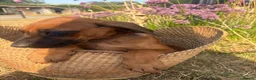 Rhodesian Ridgeback dogs for sale: Meet ‘Wonder’ Stevie Wonder  - Advert 4