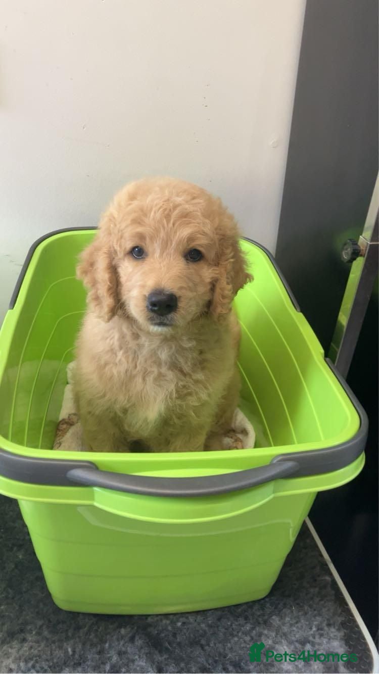 Goldendoodle dogs Golden doodles F1 - Advert 1