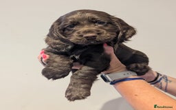 Cocker Spaniel dogs for sale: LAST GIRL LEFT. Working Cocker spaniel, 7wks old - Image 1