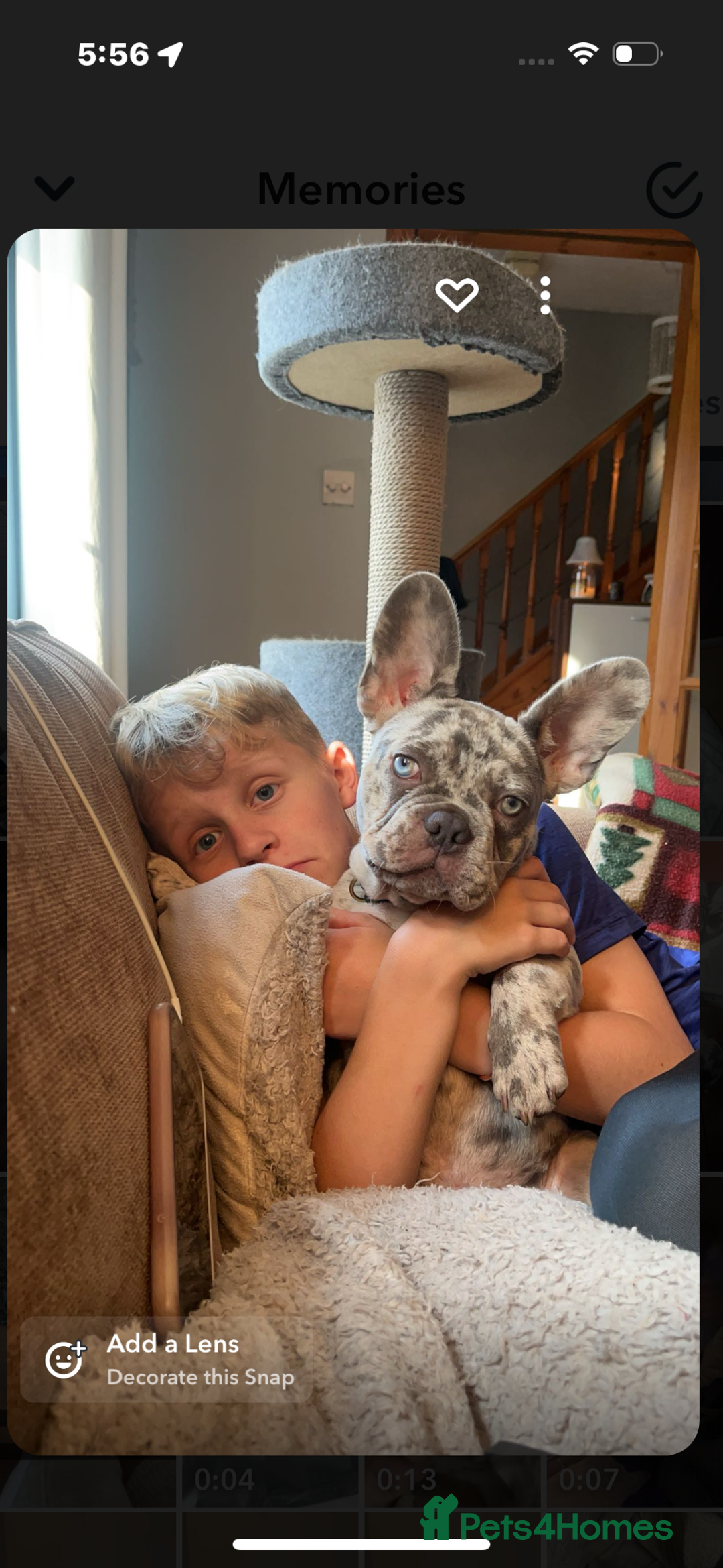 French Bulldog dogs for stud: Buster  - Image 6