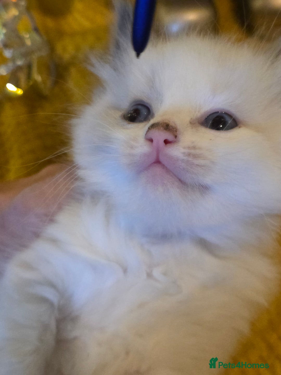 Ragdoll cats for sale: 4 pure ragdolls. 21st of Dec Reservation taken now - Advert 1