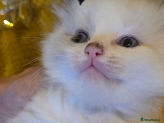 Ragdoll cats 4 pure ragdolls. 21st of Dec Reservation taken now - Advert 12