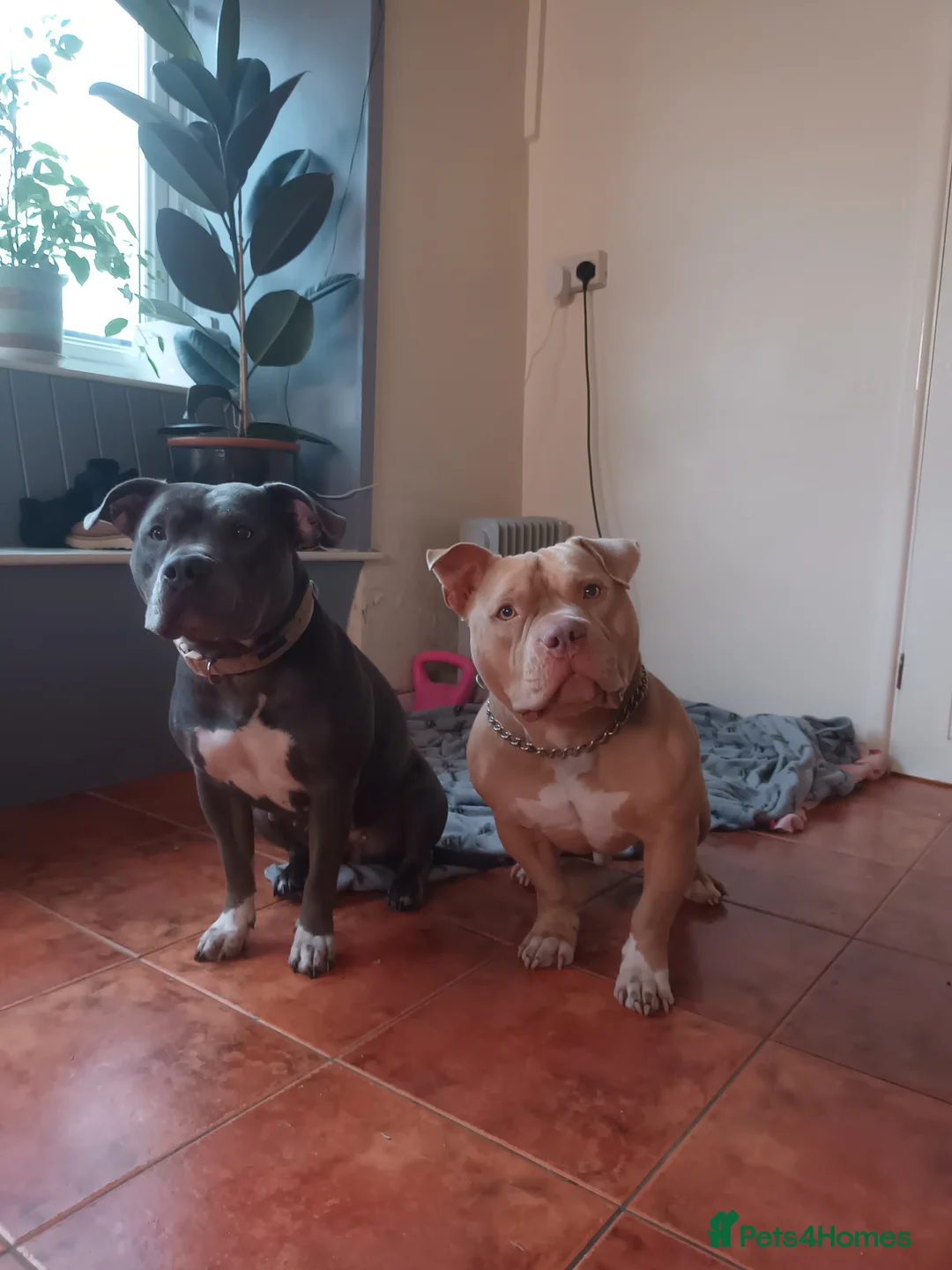 American Bully dogs for sale: Bonded pair of bullies - Advert 9