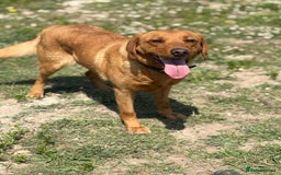 Labrador Retriever dogs for sale: Fox Red Female  - Image 2