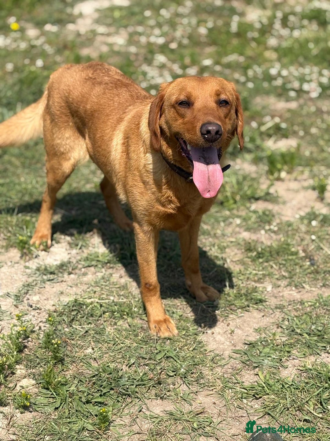 Labrador Retriever dogs for sale: Fox Red Female  - Image 2
