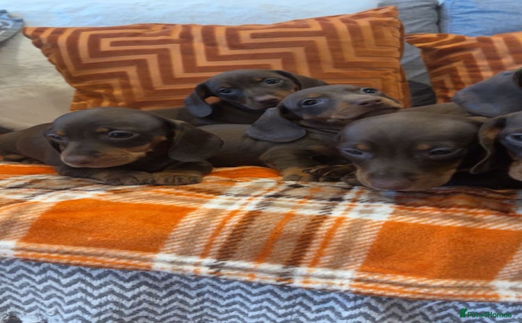 Dachshund dogs - Advert 1