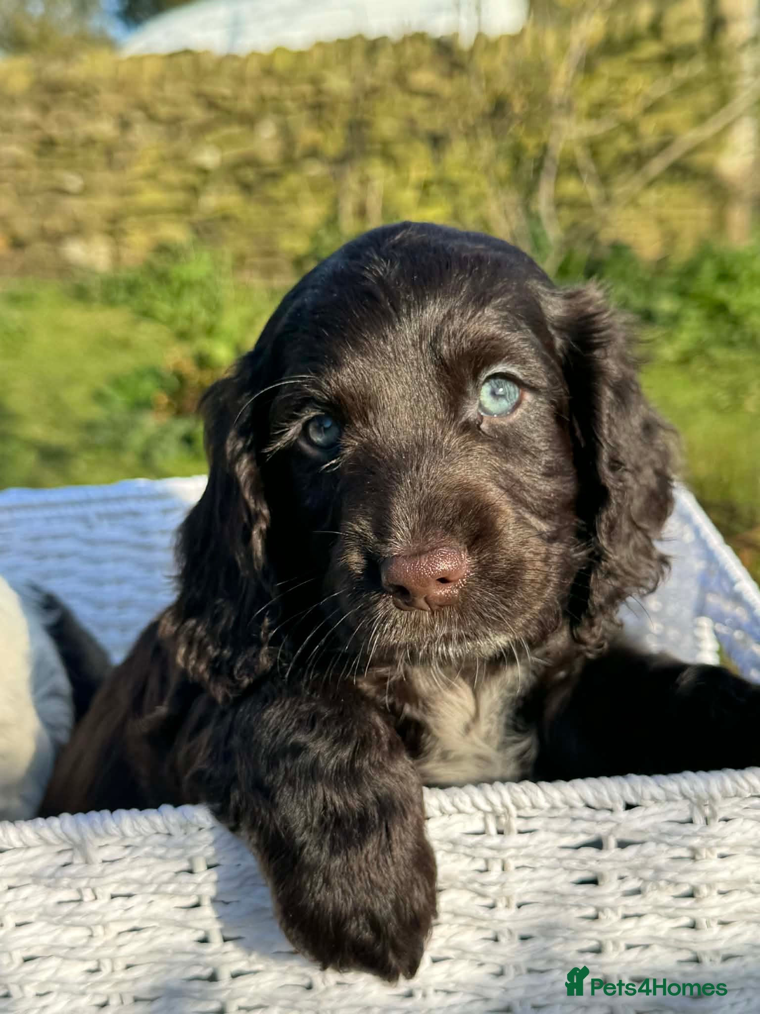 Cocker Spaniel dogs Gorgeous Cocker pups for sale, 1 girl left - Advert 5