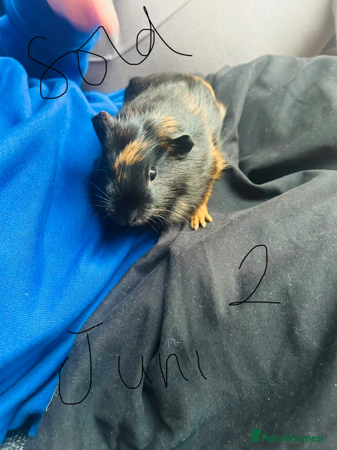 Guinea Pig rodents for sale: We have two litters of guinea pigs - Advert 2