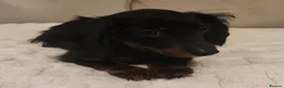 Miniature Dachshund dogs for sale: Long hair Miniature dachshund boy in Preston - Advert 4