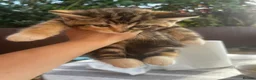 Mixed Breed cats for sale: Adorable Mixed Breed Kittens Ready For New Homes - Advert 23